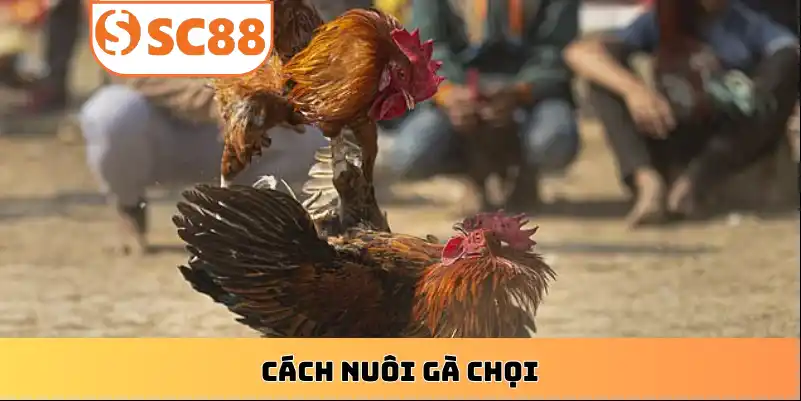 cac-cach-nuoi-ga-choi